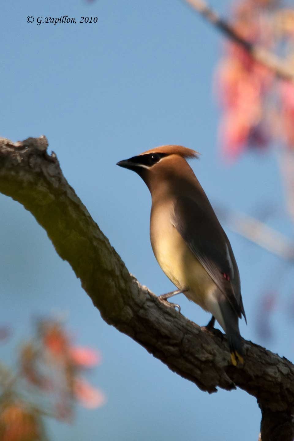 Cedar Waxwing / Jaseur dAmrique