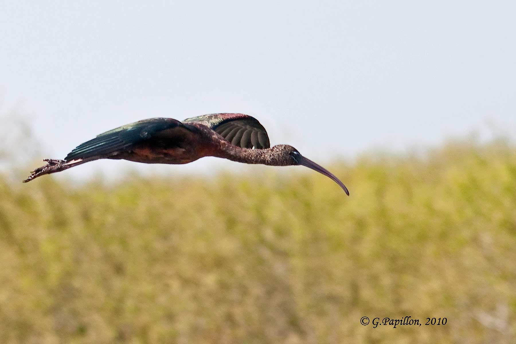 Glossy Ibis / Ibis Falcinelle