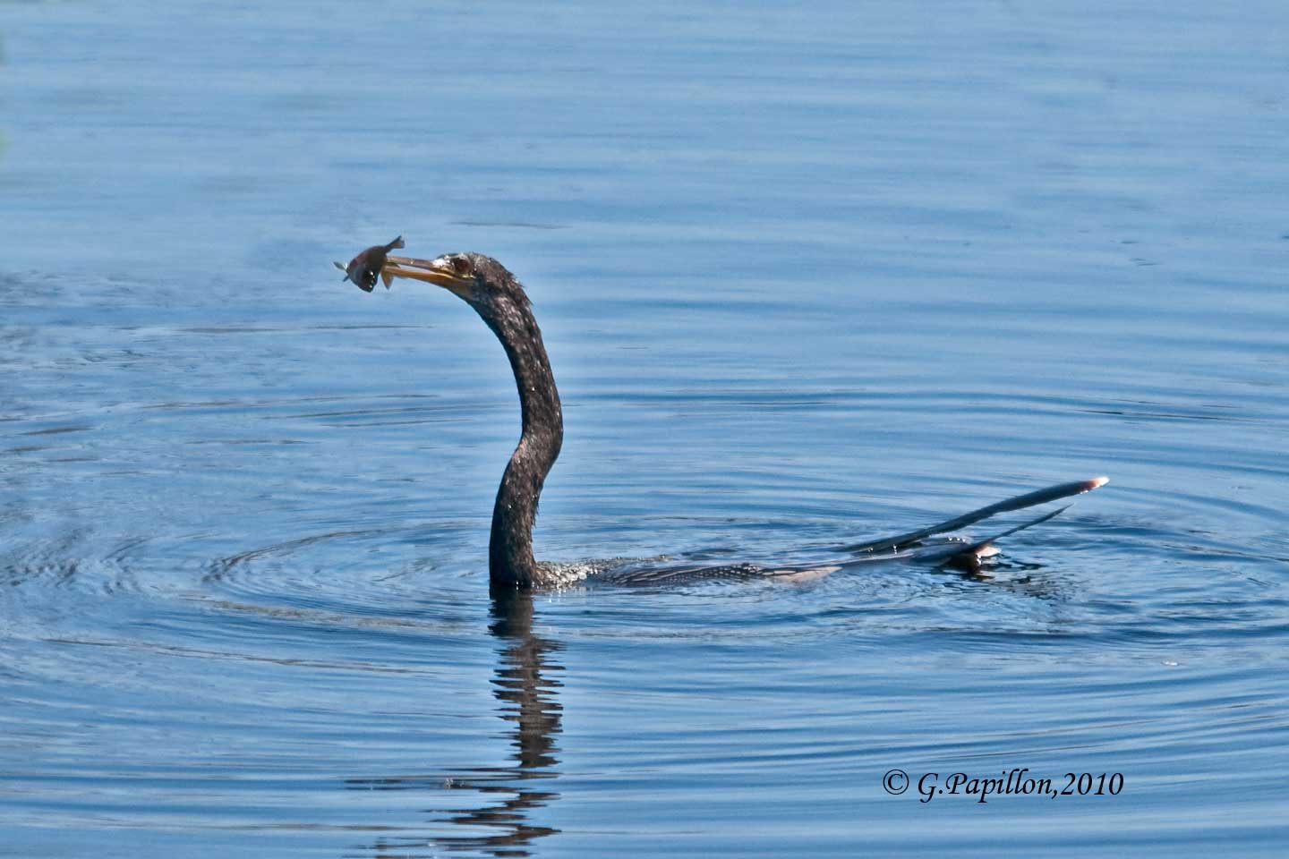Anhinga / Anhinga dAmrique