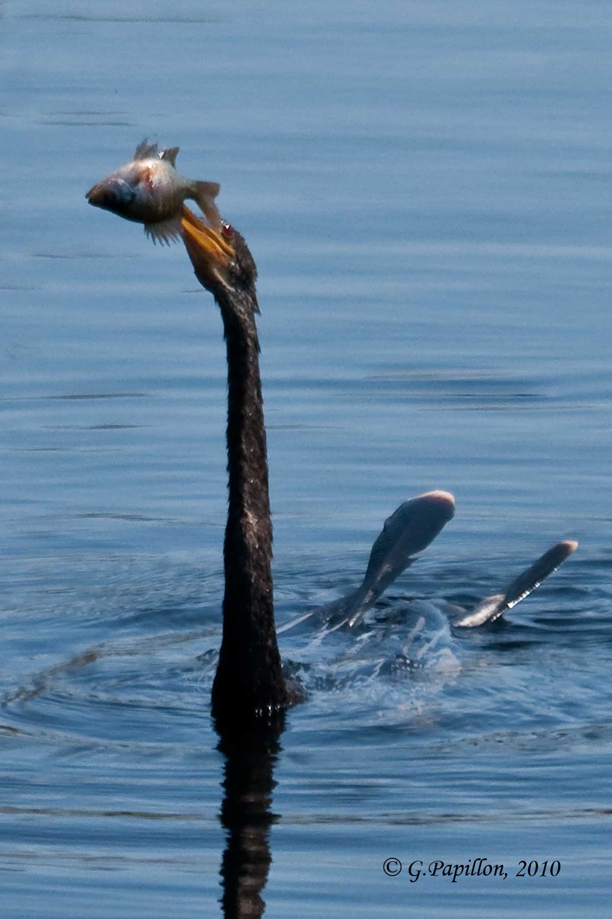 Anhinga / Anihinga dAmrique