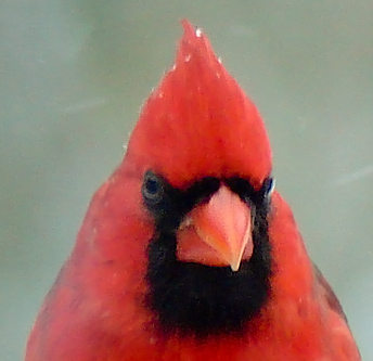 Cardinal Head Shot