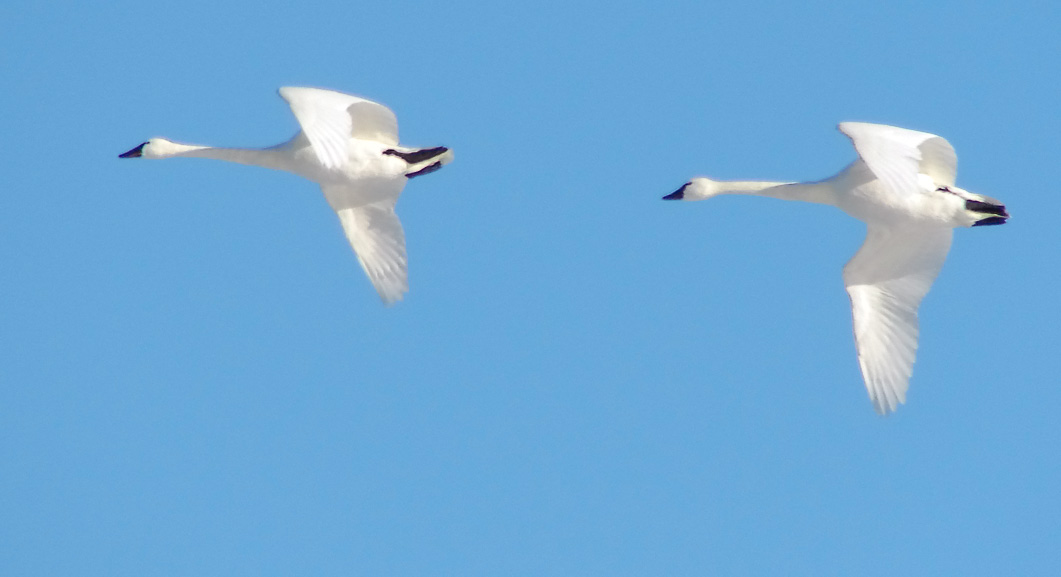 Tundra Swans