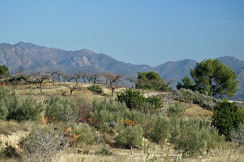 Near Altura