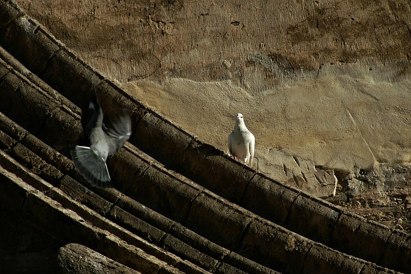 Pigeon landing
