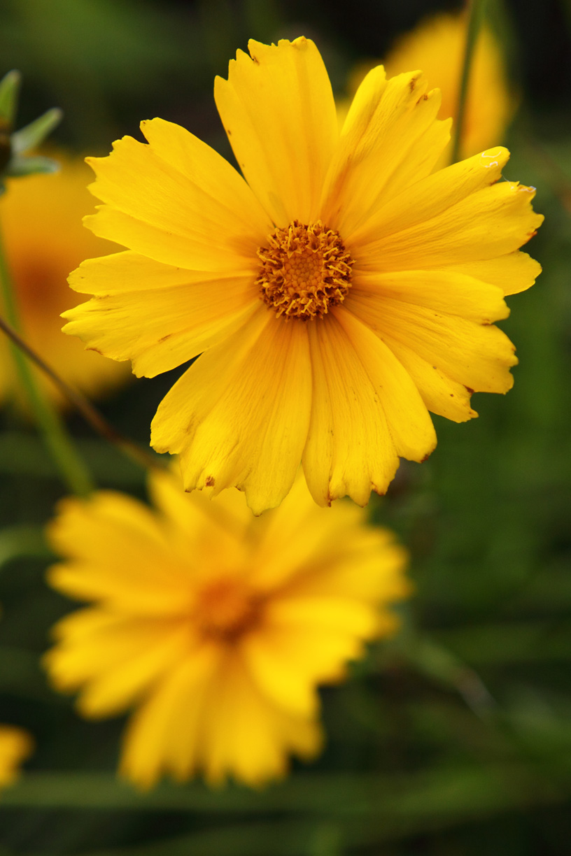 Sandy Yellow