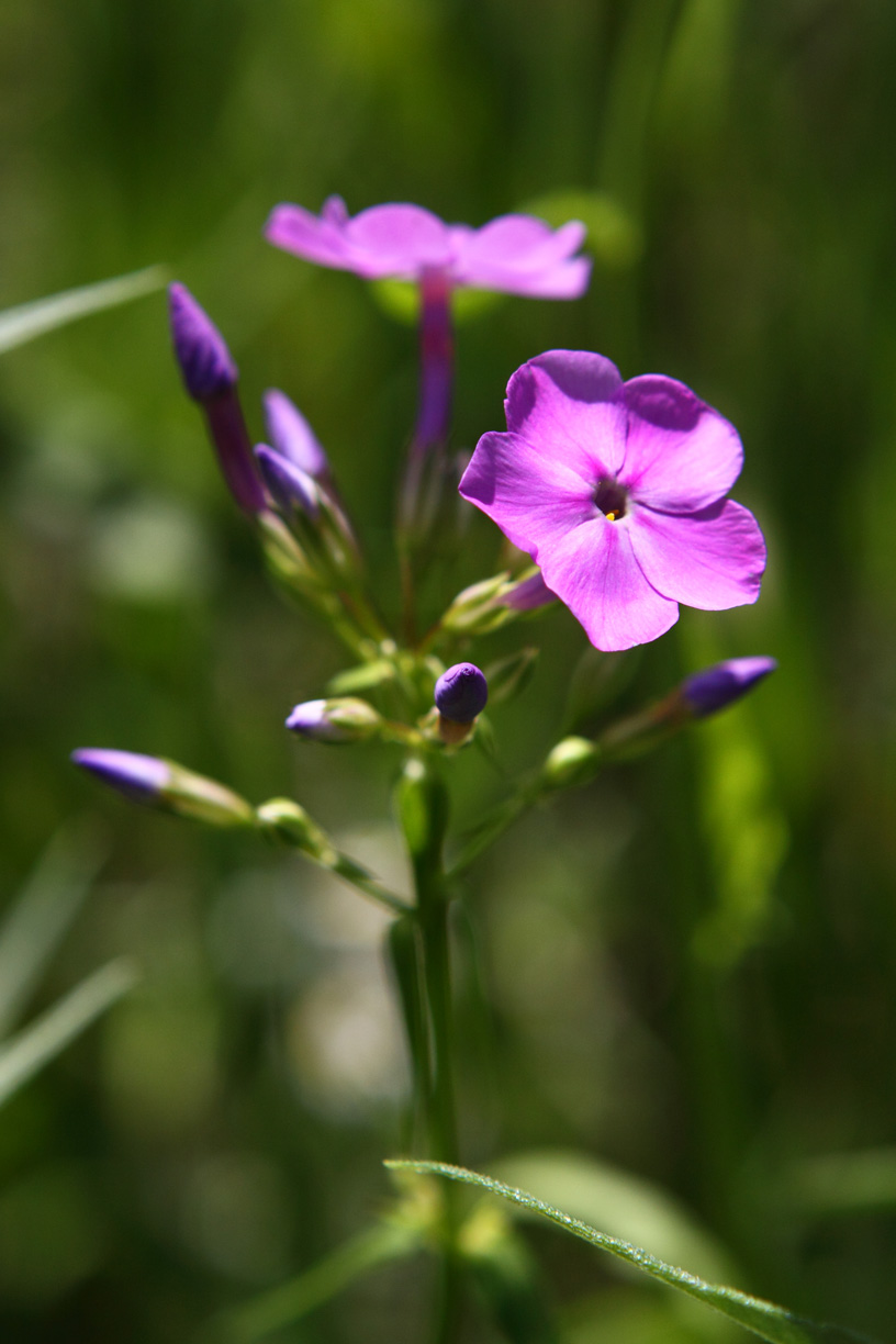 Pretty Purple