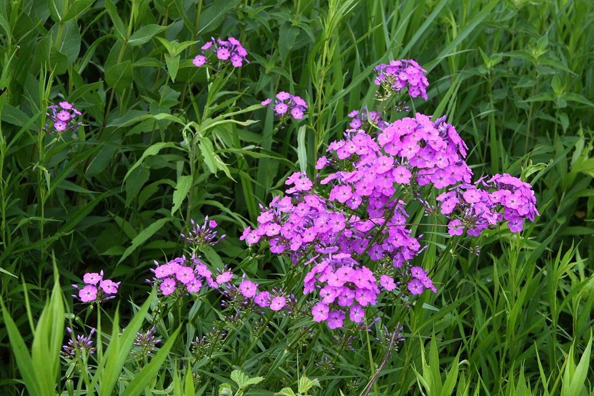 Purple on the Prairie