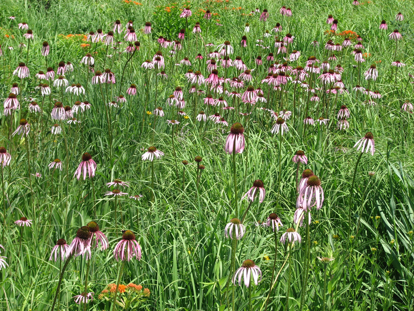 Prairie Wildflowers