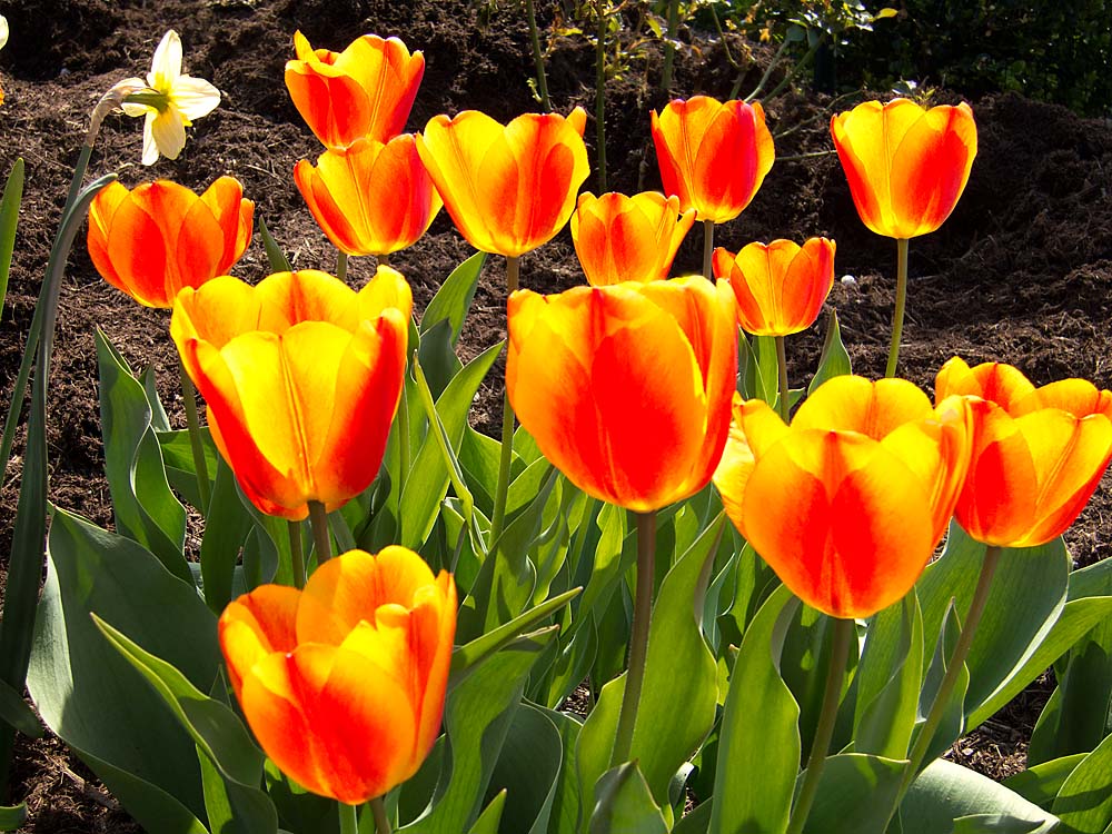 tulips backlit web 1000l_0386.jpg