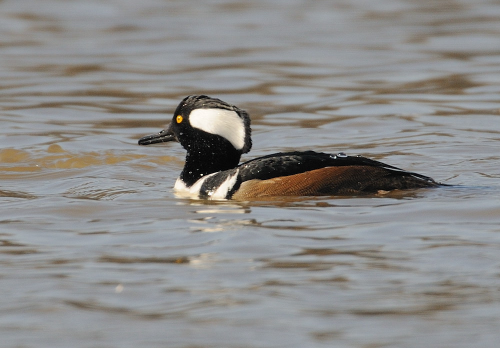 D31_6319.jpg