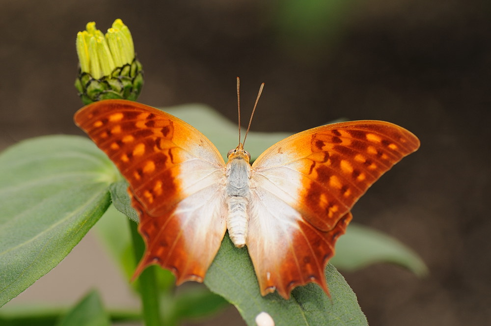 D32_5652.jpg