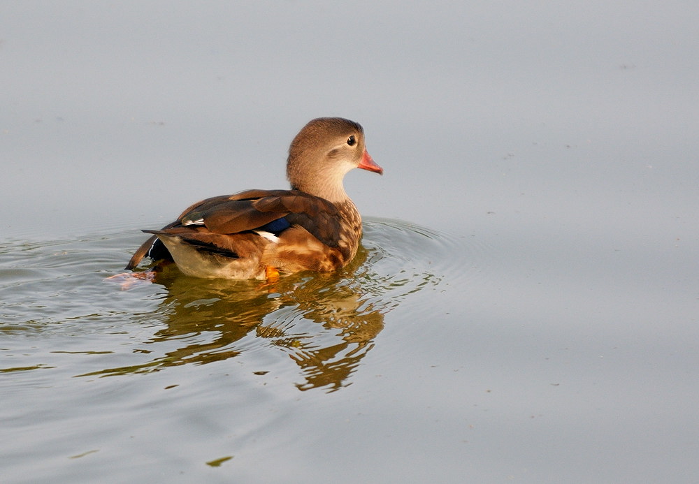 D33_1645.jpg
