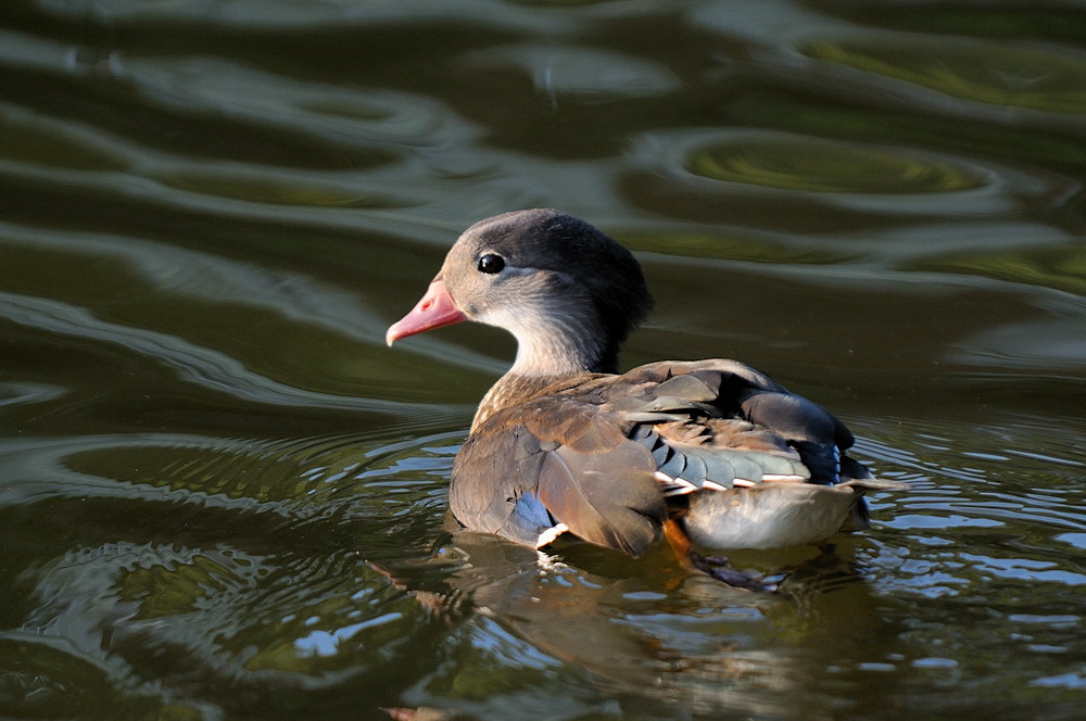 D33_2694.jpg