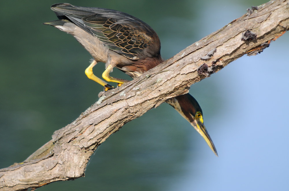 D33_3896.jpg