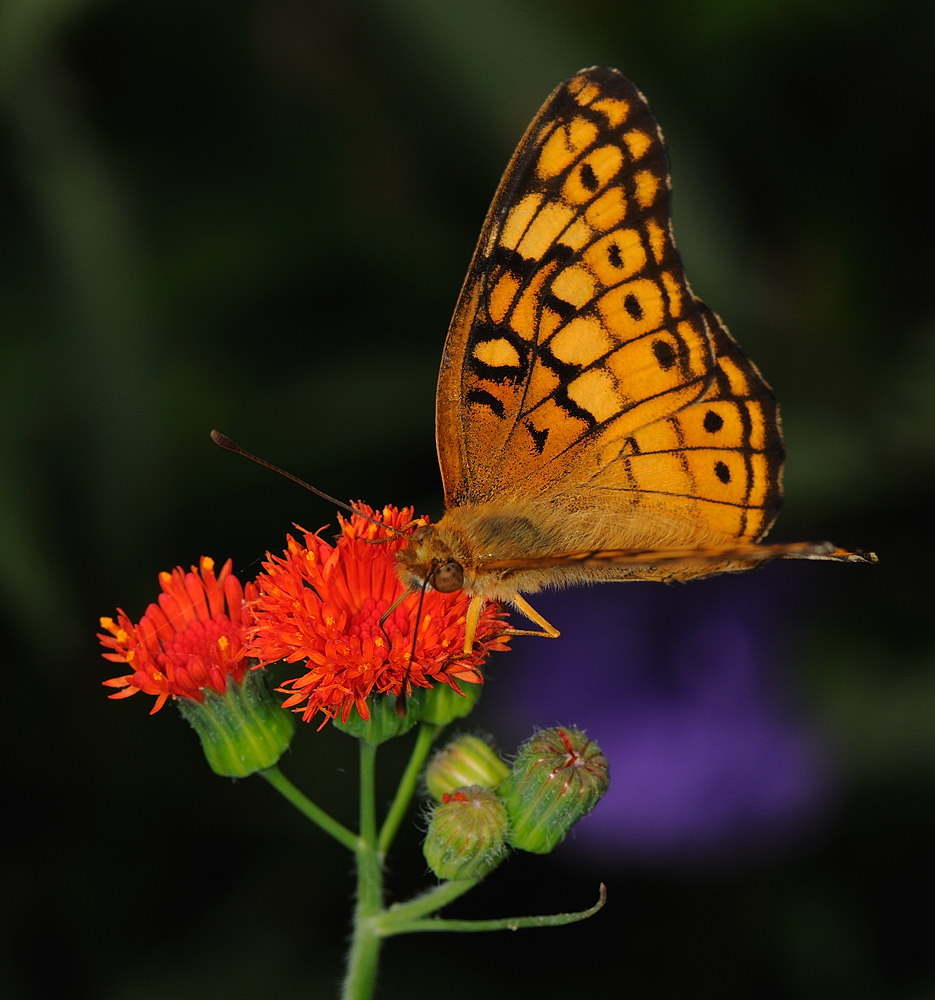 D33_4306.jpg