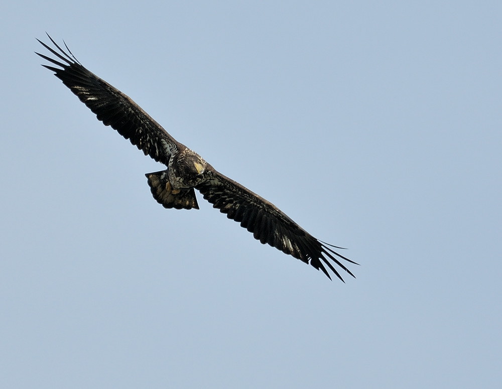 D34_7723.jpg
