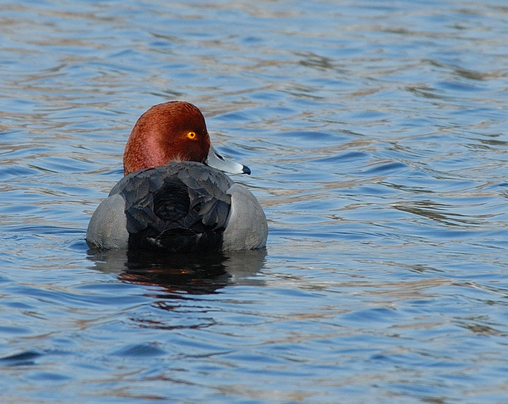D20_9974.jpg