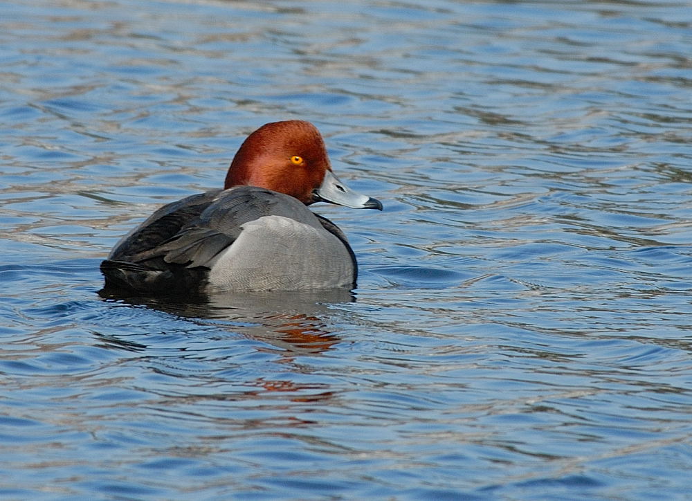 D20_9975.jpg