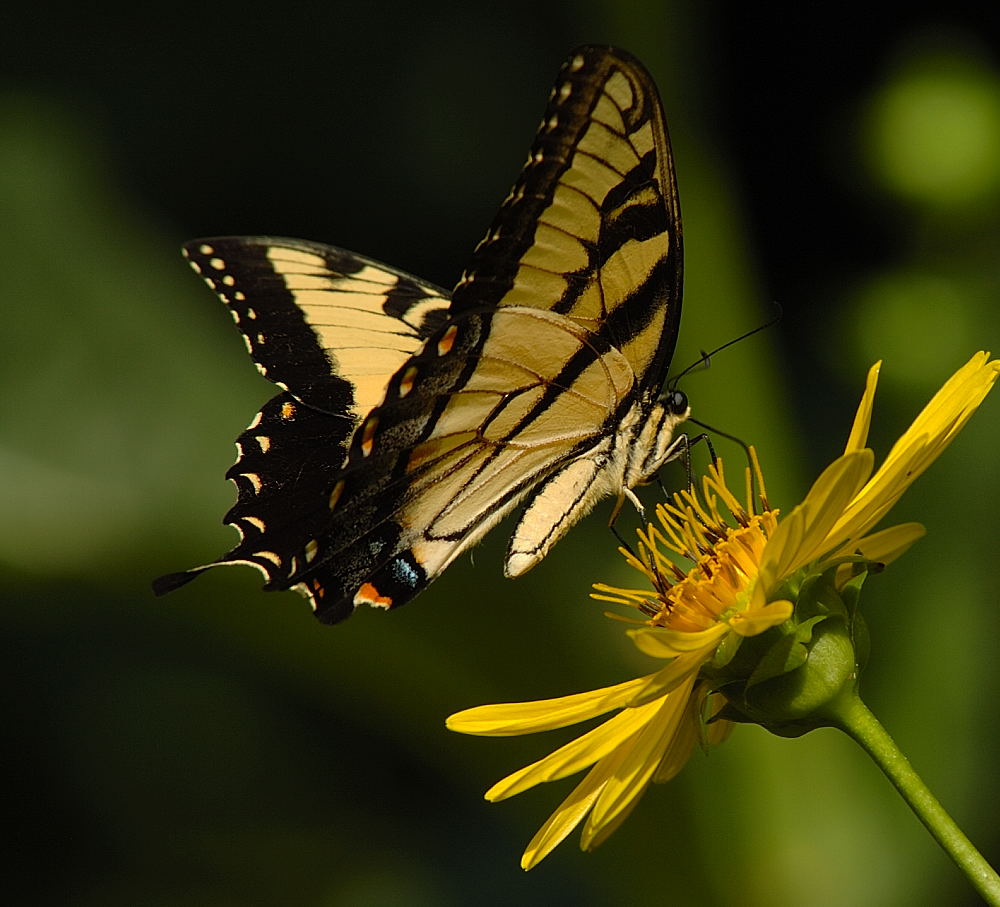 DSC_8444.jpg