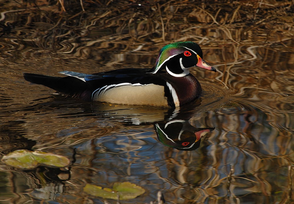 D23_2266.jpg