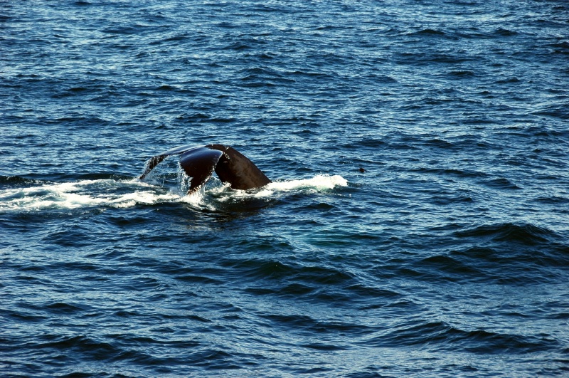 DSC_0815.JPG