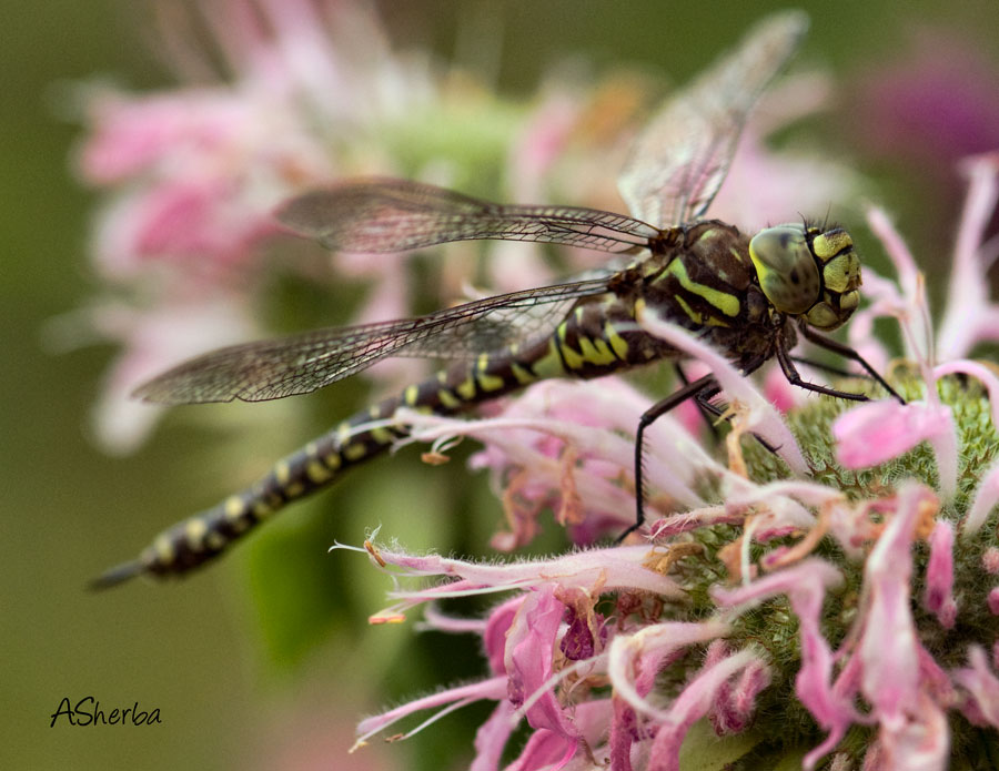 DragonFly-on-Bee-Balm.jpg