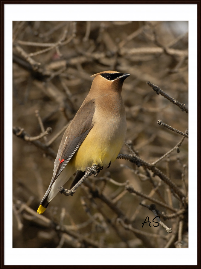 CedarWaxwing.jpg