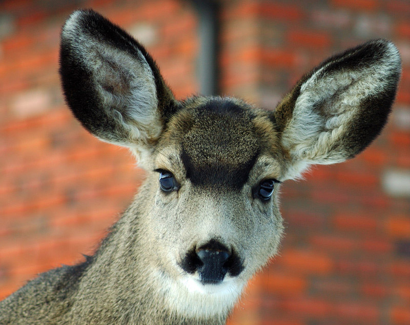 Inquisitive Youngster