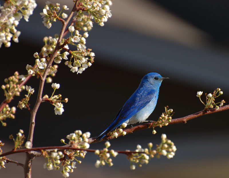 Blossom n Blue