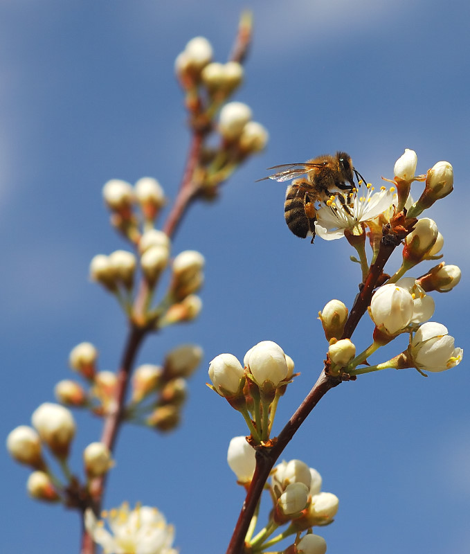 Let It Bee