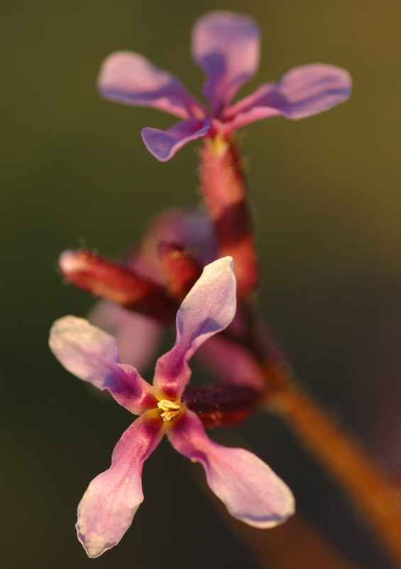 Bijou