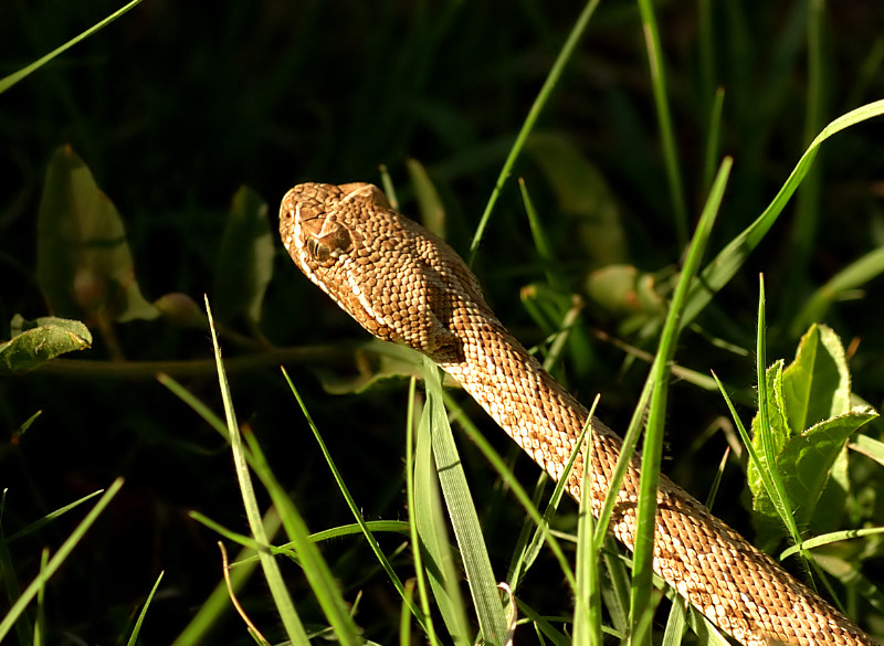 Baby Rattler