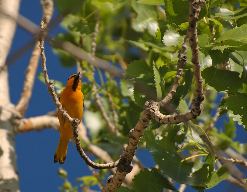 A Hint Of Orange