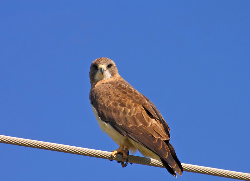 Bird On A Wire