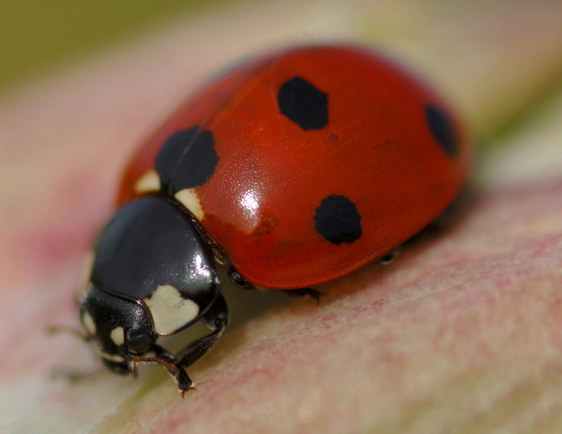 Bug Me