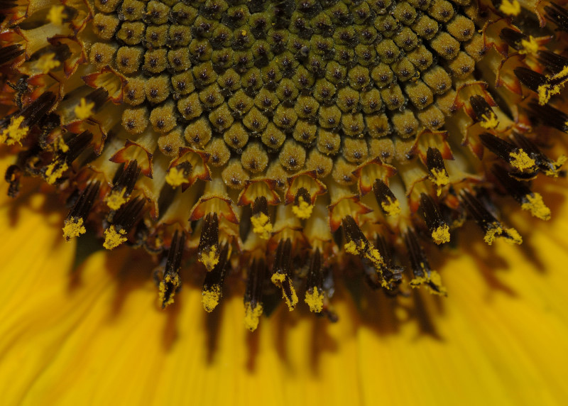 Popping Seeds