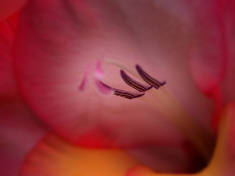 Pretty In Pink