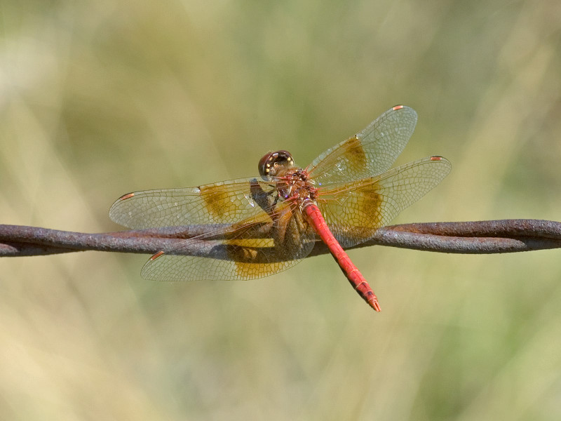 White-Faced Meadowhawk