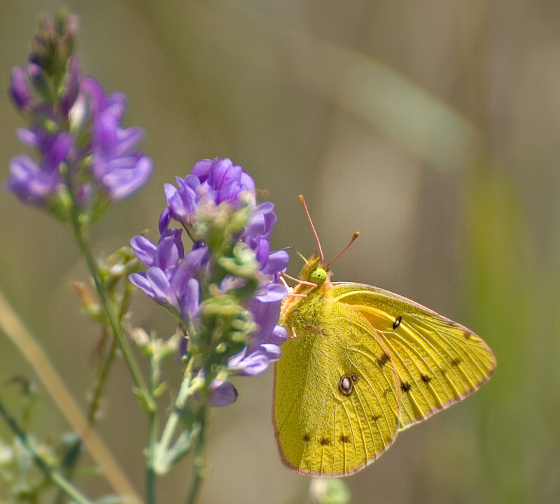 Clouded Sulphur