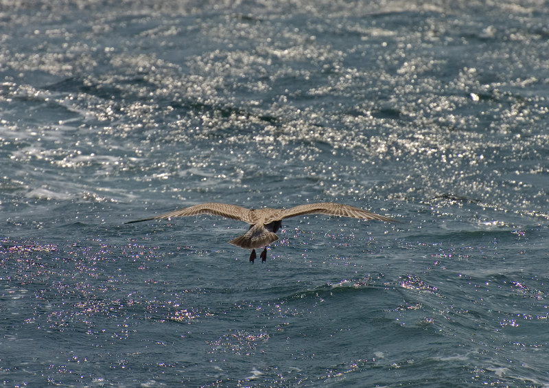 Rough Seas