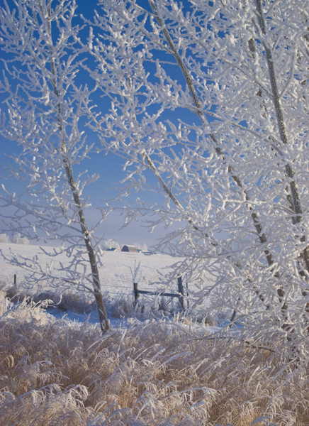 Throug the trees PG.jpg