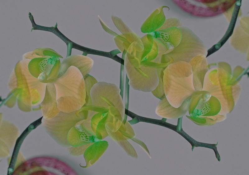 Orchids2.jpg