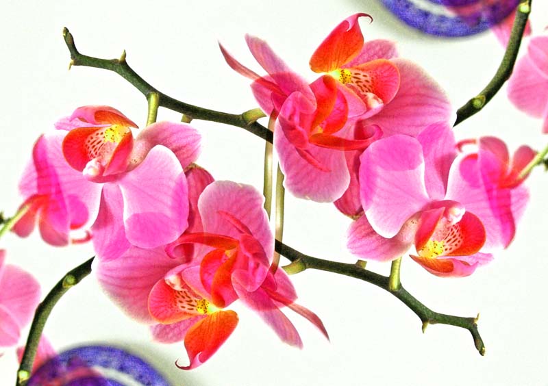 Orchids3.jpg