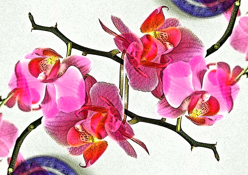 RedOrchid.jpg