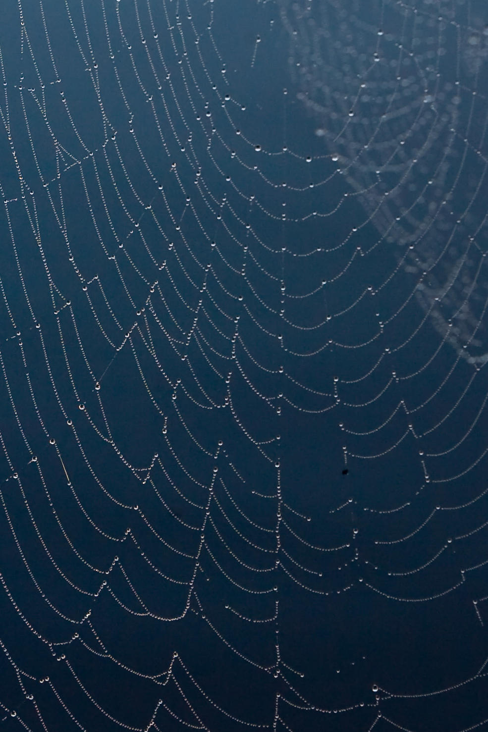 (not a very good shot) of a spider web dripping with dew.