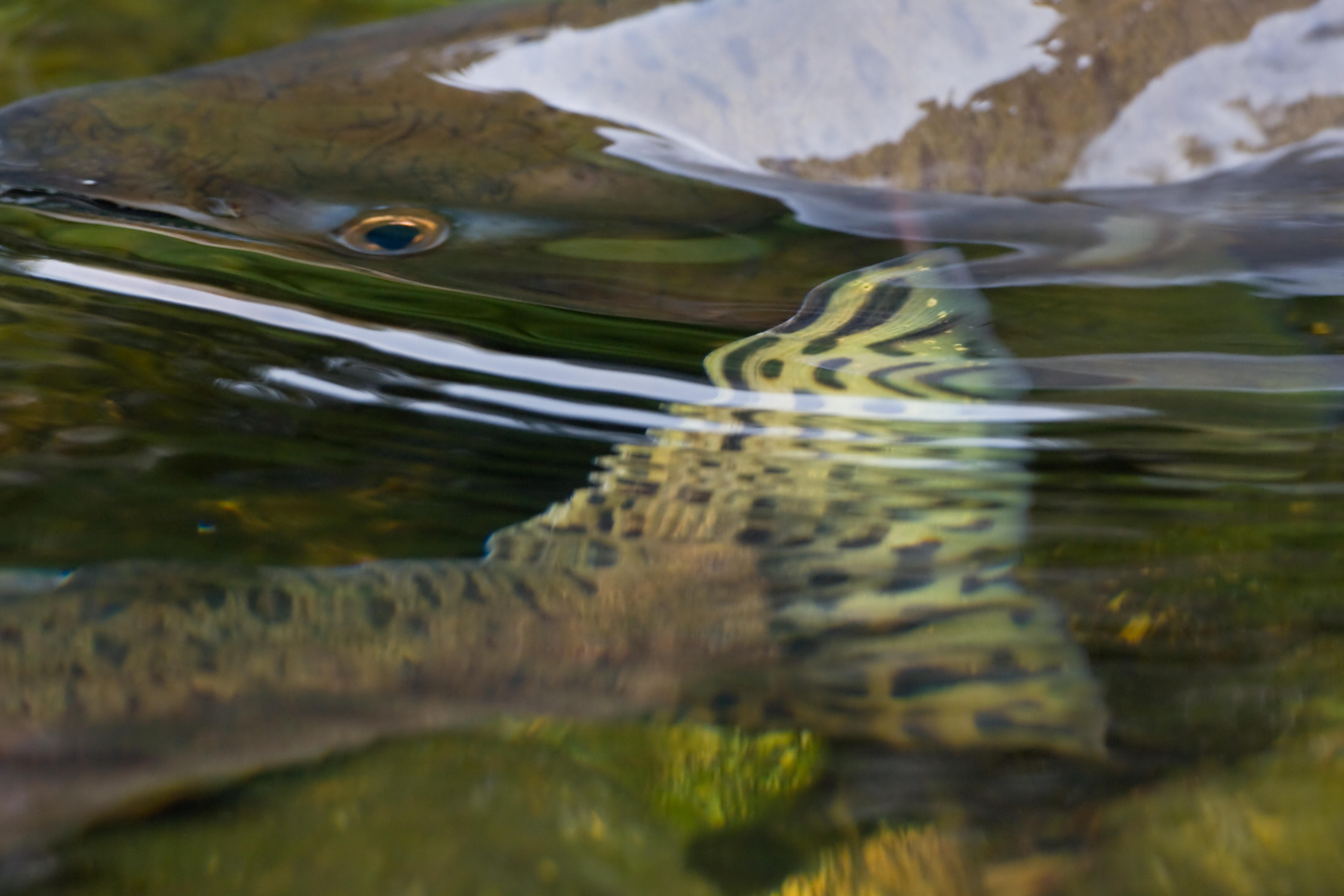 Heads and Tails (Pink Salmon)