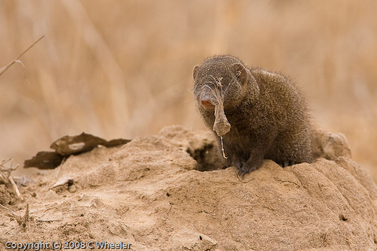 This little dwarf mongoose needs to do a little house keeping