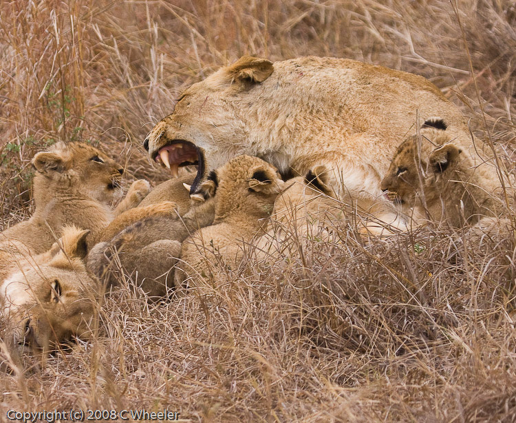 Mom gets a little frustrated with all those cubs.  Dont worry, she doesnt bite them.