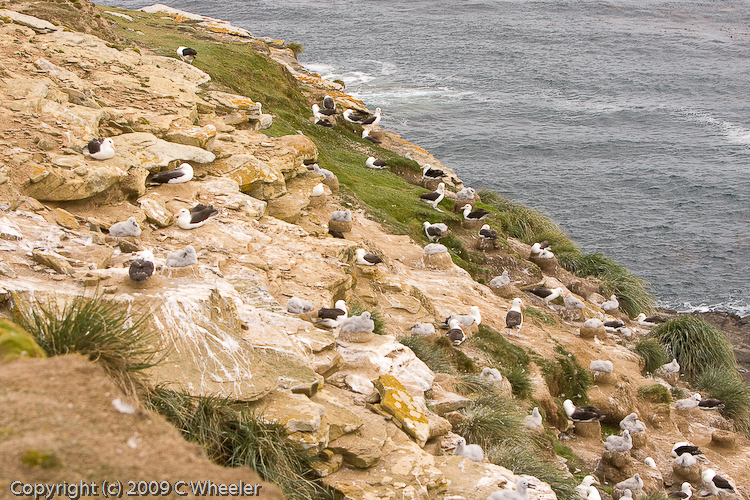 The albatross rookery