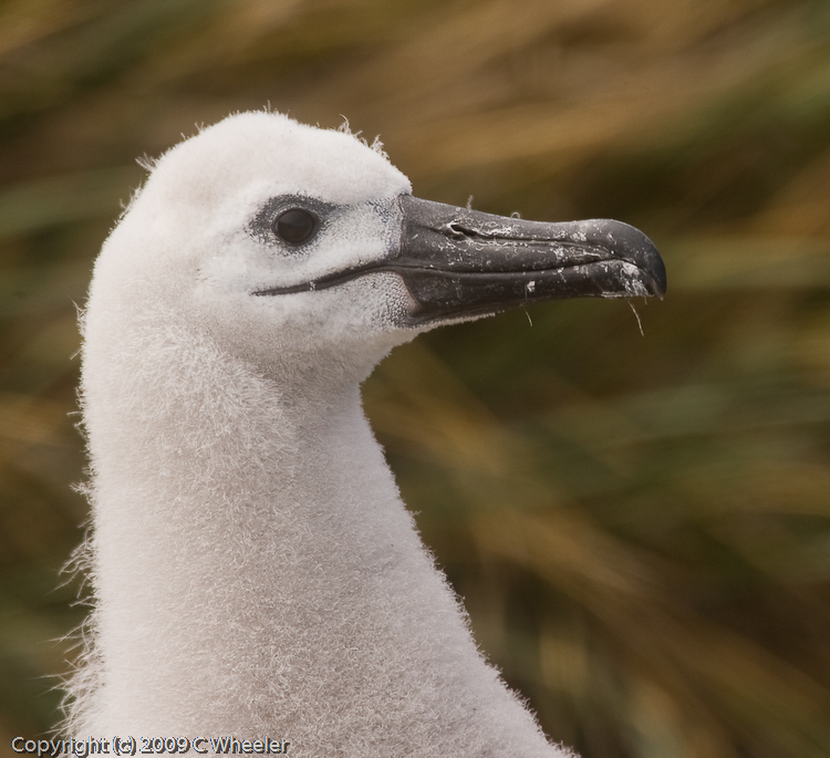 Baby albatross